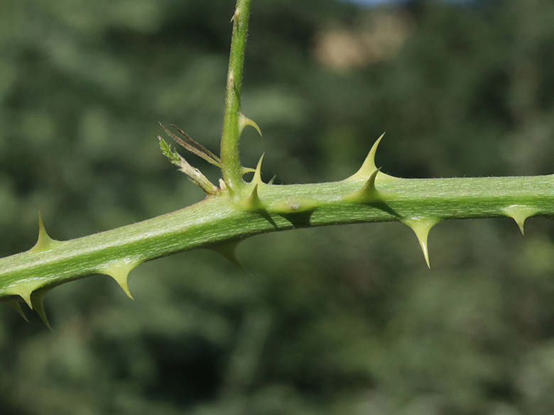 Rubus platyacanthus