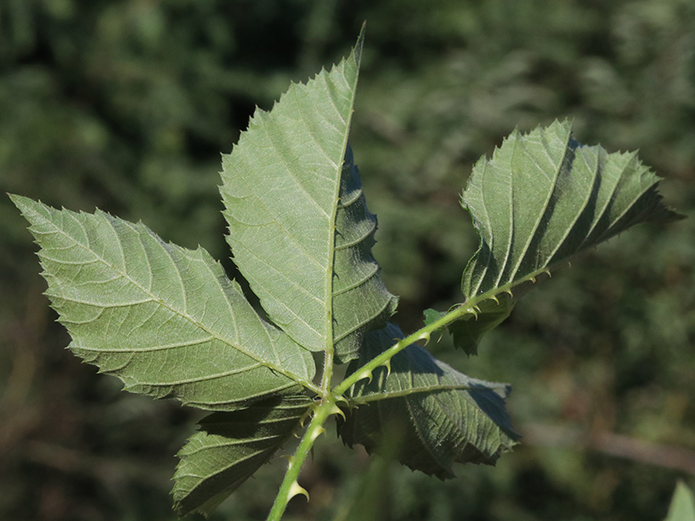 Rubus plicatus