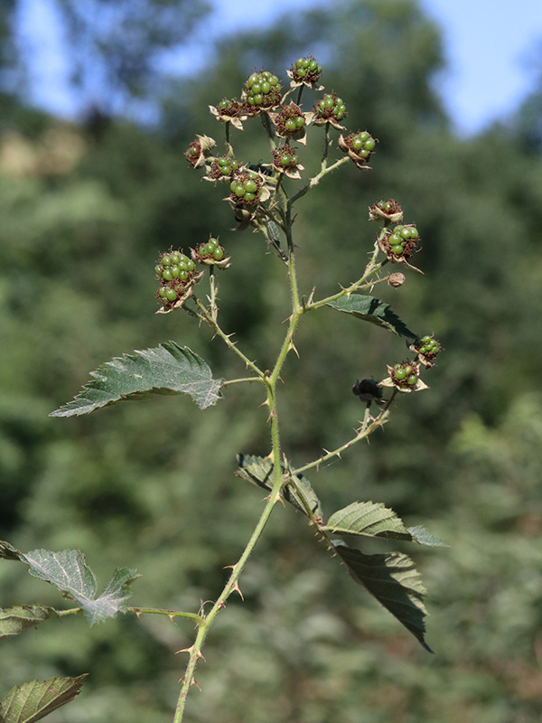 Rubus platyacanthus