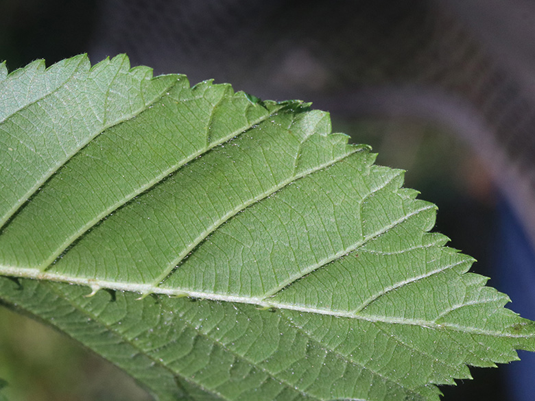 Rubus plicatus