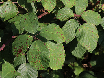 Rubus spina-curva