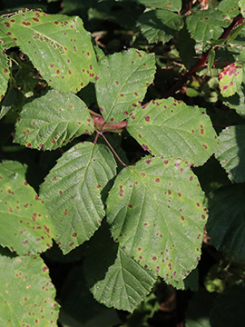 Rubus spina-curva