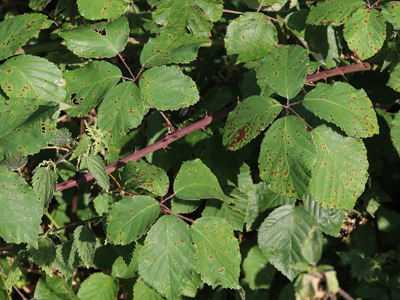 Rubus spina-curva