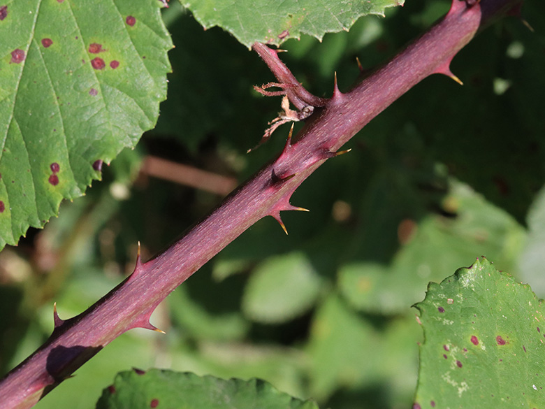 Rubus spina-curva