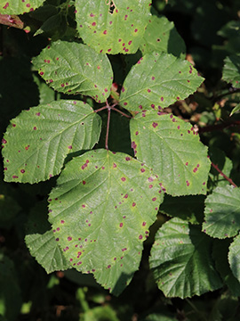 Rubus spina-curva