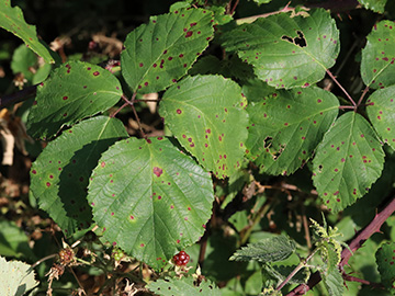 Rubus spina-curva