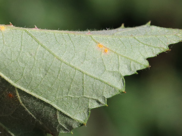 Rubus spina-curva