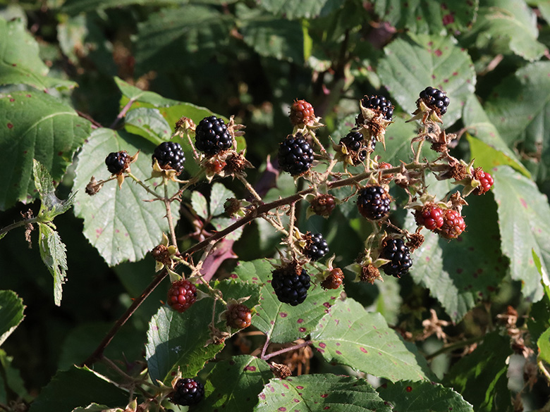 Rubus spina-curva