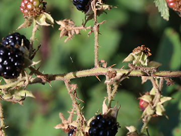 Rubus spina-curva