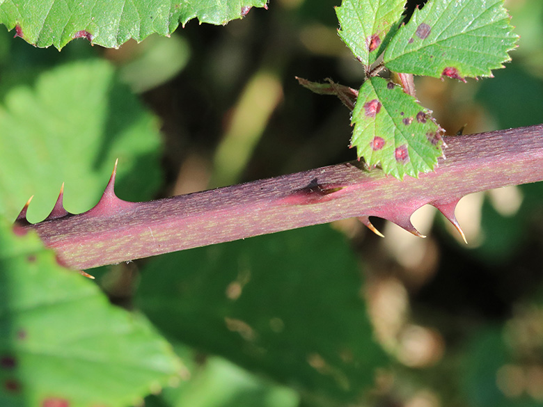 Rubus spina-curva
