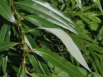 Salix udensis
