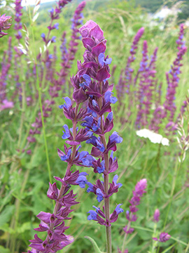 Salvia nemorosa