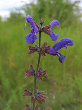 Salvia pratensis