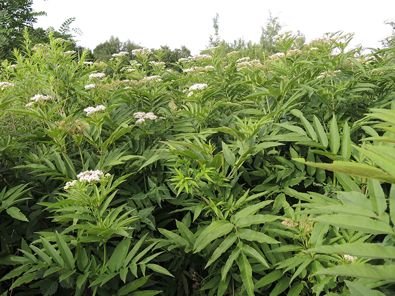 Sambucus ebulus