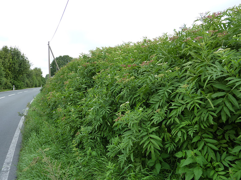 Sambucus ebulus