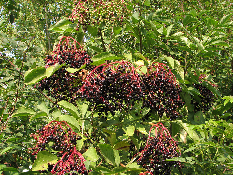 Sambucus nigra