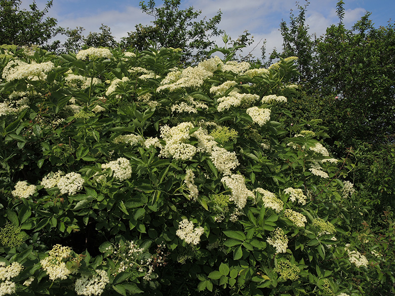 Sambucus nigra