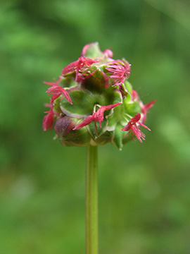 Sanguisorba minor balearica