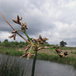 Schoenoplectus lacustris