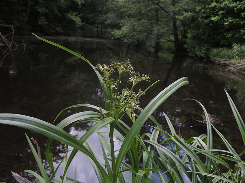 Scirpus sylvaticus