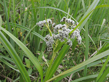 Scirpus sylvaticus