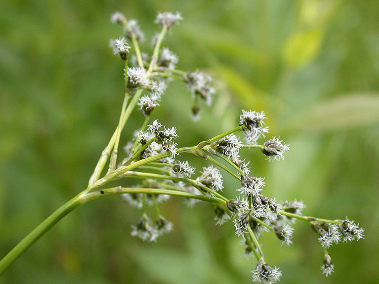 Scirpus sylvaticus