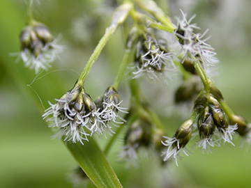 Scirpus sylvaticus