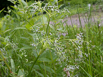 Scirpus sylvaticus