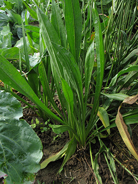 Scorzonera hispanica