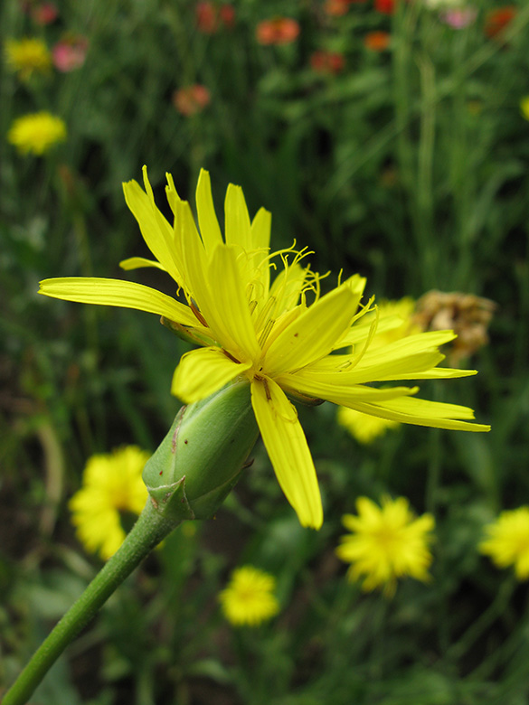 Scorzonera hispanica