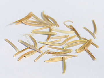 Scorzonera hispanica