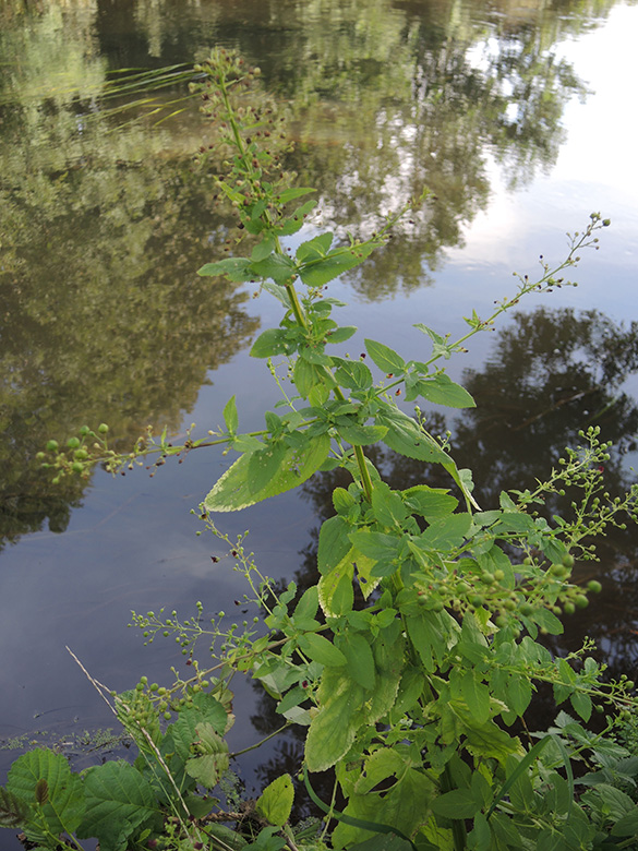 Scrophularia umbrosa neesii