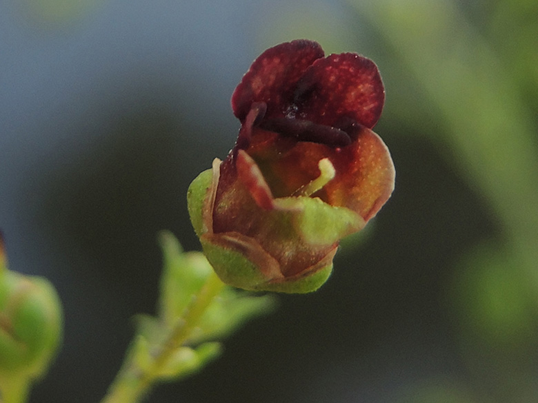 Scrophularia umbrosa neesii