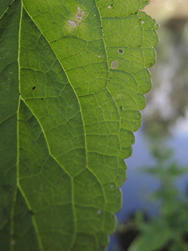 Scrophularia umbrosa neesii