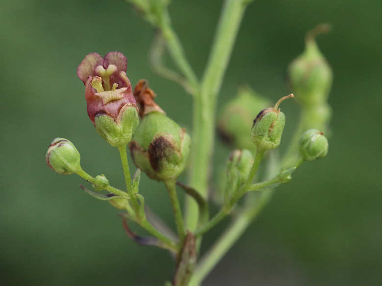 Scrophularia umbrosa umbrosa