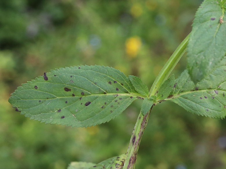 Scrophularia umbrosa umbrosa