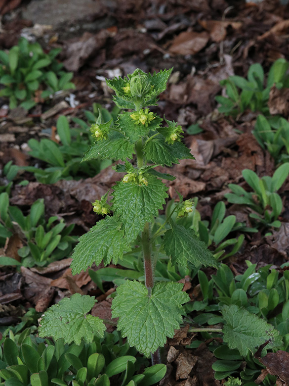 Scrophularia vernalis