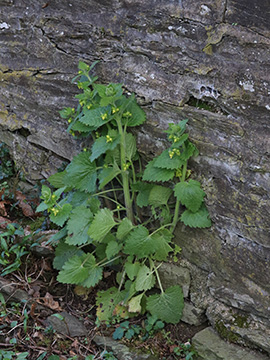 Scrophularia vernalis