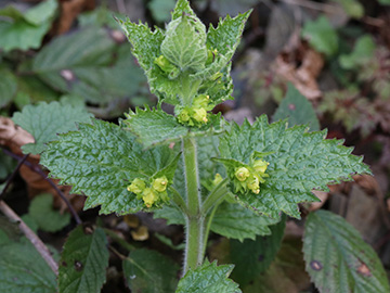 Scrophularia vernalis