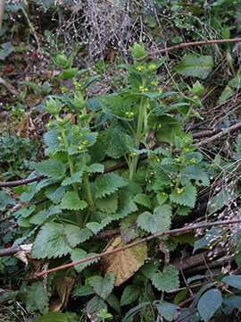 Scrophularia vernalis