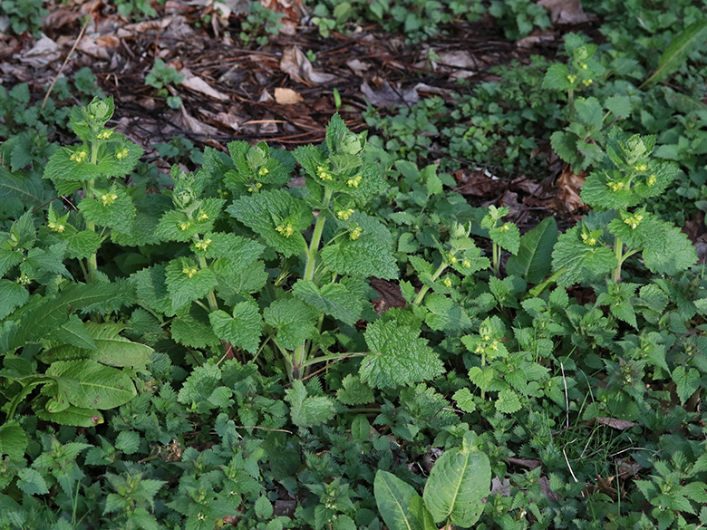 Scrophularia vernalis