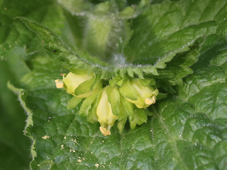 Scrophularia vernalis