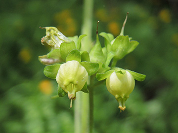 Scrophularia vernalis