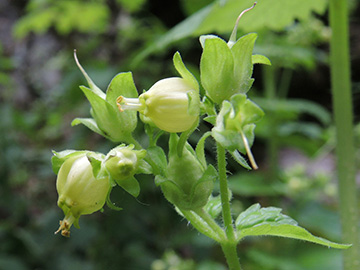 Scrophularia vernalis