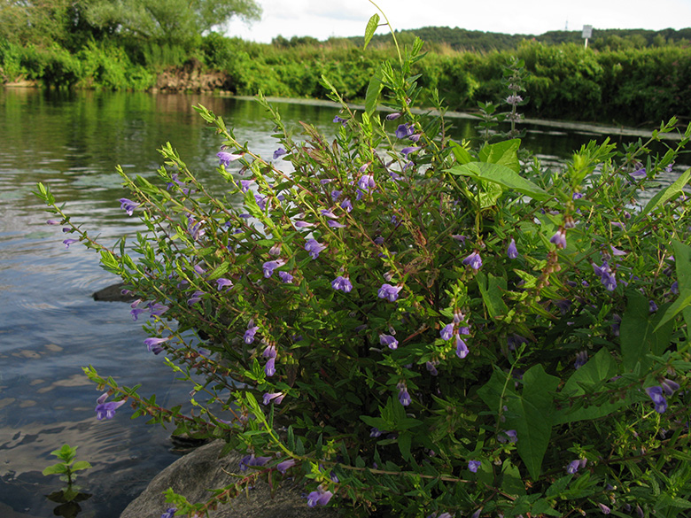 Scutellaria galericulata