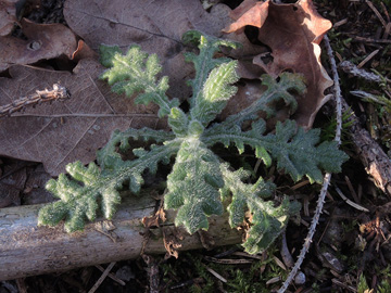 Senecio sylvaticus