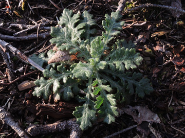 Senecio sylvaticus