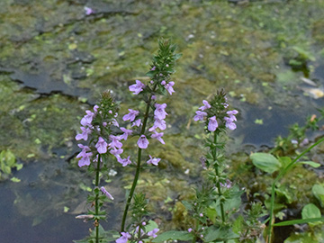 Stachys palustris