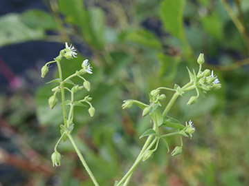 Stellaria aquatica