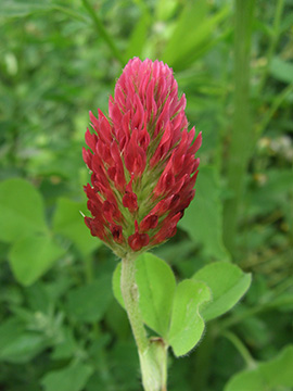 Trifolium incarnatum